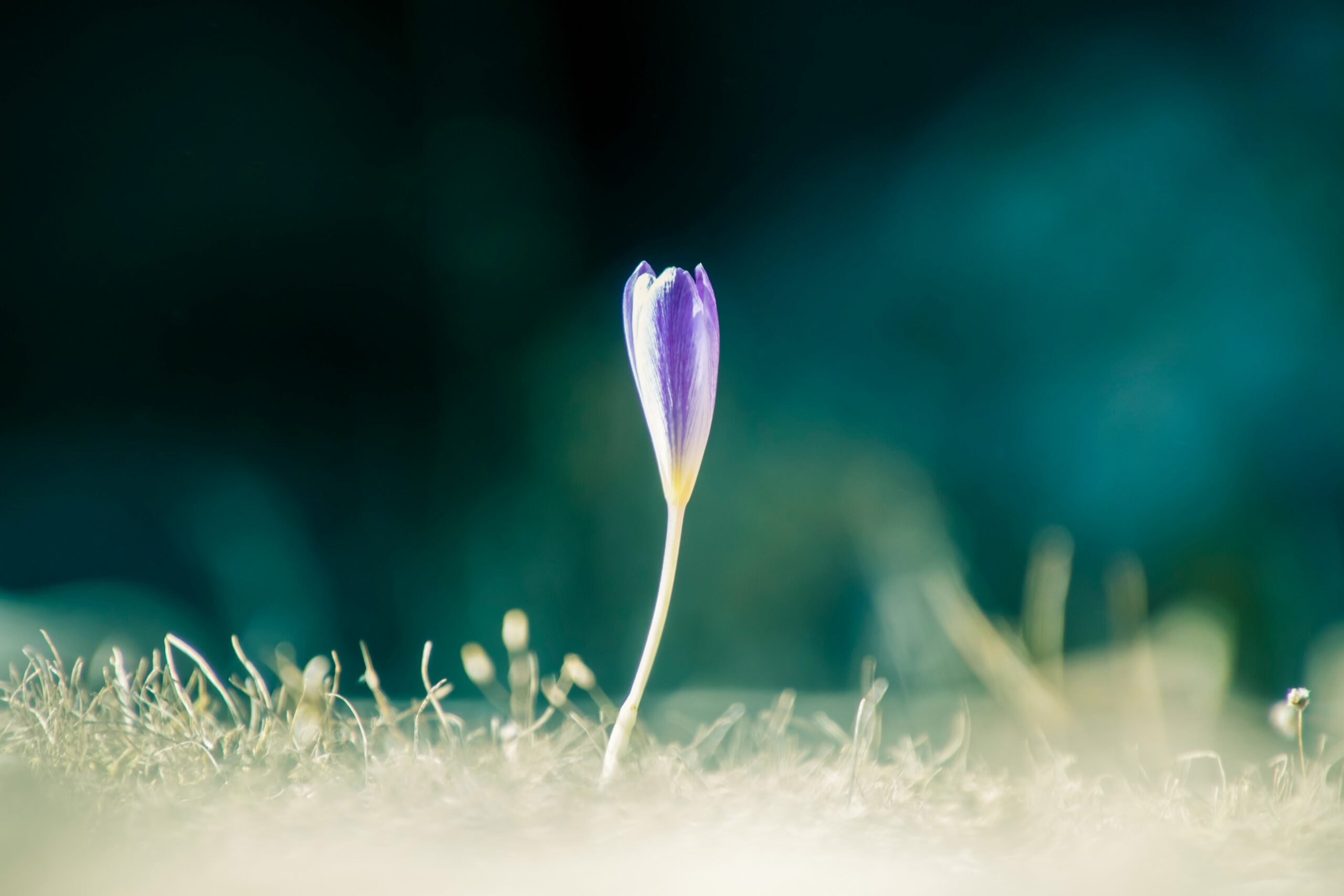 Purple flower blooming